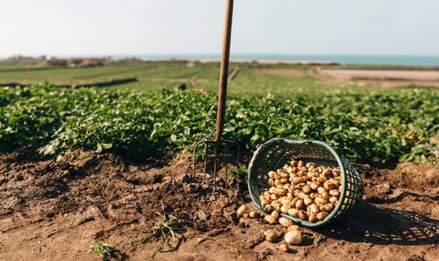 Genuine Jersey launches 11th Jersey Royal Potato Growing Competition